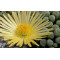 Fenestraria rhopalophylla - Plant
